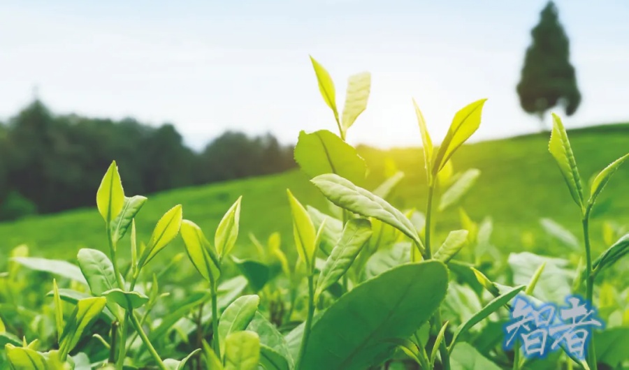 2024年 农业保险 发展回顾与展望-第1张图片.jpg